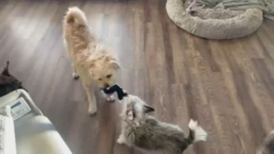 Image showing  Boston Terrier Paper Crinkle Squeaker Dog Toys, 2-Pack