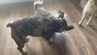 Image showing  Corgi Paper Crinkle Squeaker Dog Toys, 2-Pack