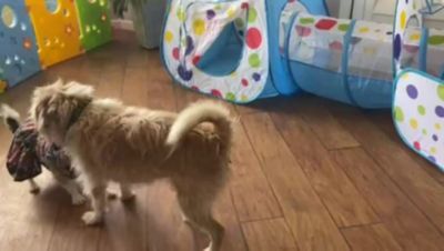 Image showing  Cow and Horse Paper Crinkle Squeaker Dog Toys, 2-Pack