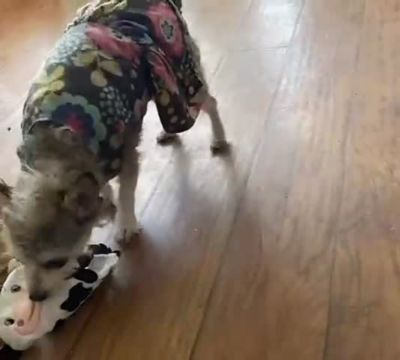 Image showing  Cow Paper Crinkle Squeaker Dog Toys, 2-Pack