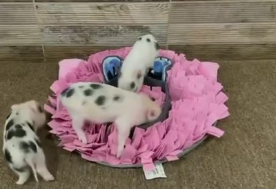 Image showing  Pig Face with Paper Crinkle Squeaker Ears Snuffle Mat for Dogs