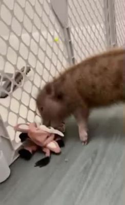 Image showing  Assorted Farm Animal and Dog Paper Crinkle Squeaker Dog Toys, 8-Pack