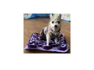 Image showing  Snuffle Mats for Dogs, 4-Pack