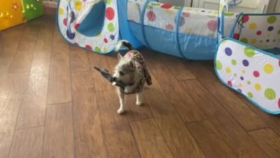 Image showing  French Bulldog Paper Crinkle Squeaker Dog Toys, 2-Pack