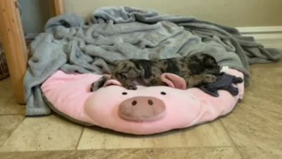 Image showing  French Bulldog Paper Crinkle Squeaker Dog Toys, 2-Pack