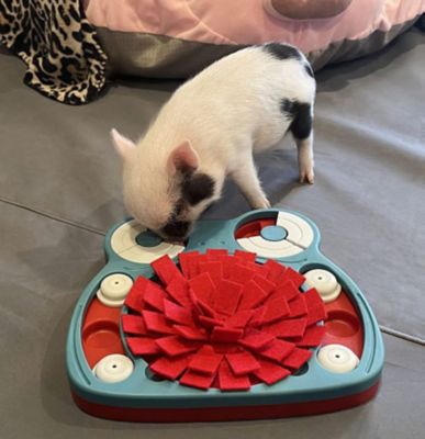 Image showing  Hide and Slide Snuffle Mat Treat Game