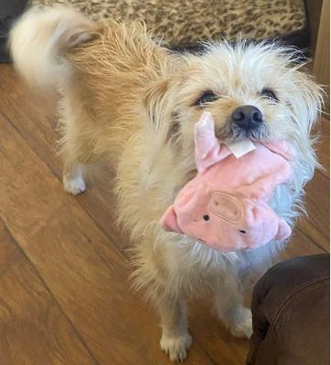 Image showing  Pig Paper Crinkle Squeaker Dog Toys, 2-Pack