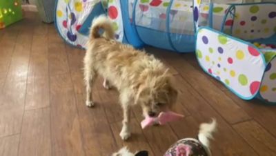 Image showing  Pig Paper Crinkle Squeaker Dog Toys, 2-Pack