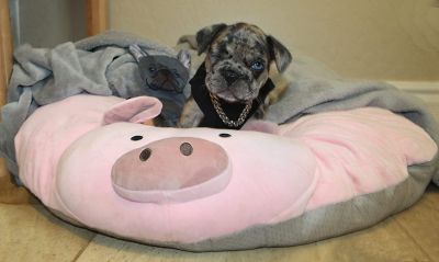 Image showing 5 th Piggy Poo and Crew Pig Pillow Dog Bed