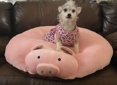Image showing 6 th Piggy Poo and Crew Pig Pillow Dog Bed