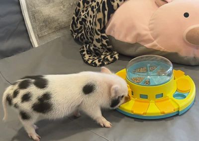 Image showing  Treat Popper Puzzle Game