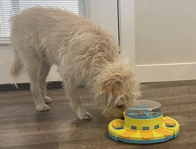 Image showing  Treat Popper Puzzle Game