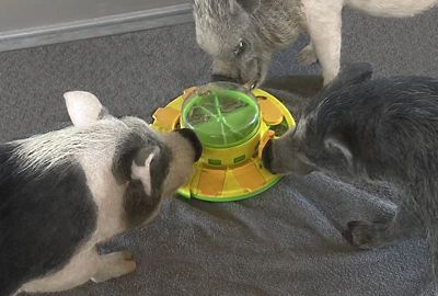 Image showing  Treat Popper Puzzle Game