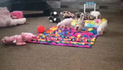 Image showing  Rooting Snuffle Mat for Dogs, Purple