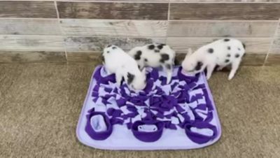 Image showing  Snuffle Mat for Dogs, Purple