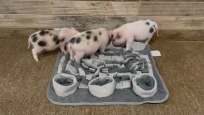 Image showing  Snuffle Mat for Dogs, Gray