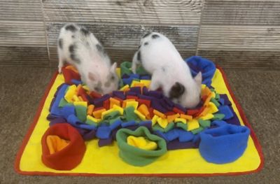 Image showing  Rainbow Snuffle Mat for Dogs
