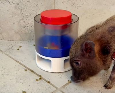 Image showing  Pet Food or Treat Popper Game