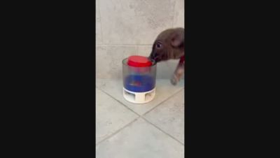 Image showing  Pet Food or Treat Popper Game