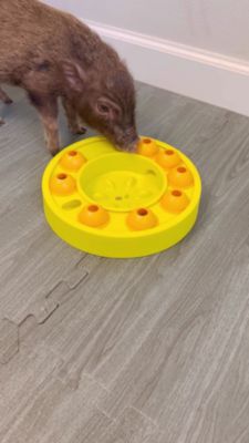 Image showing  Slow Feeder Puzzle Game