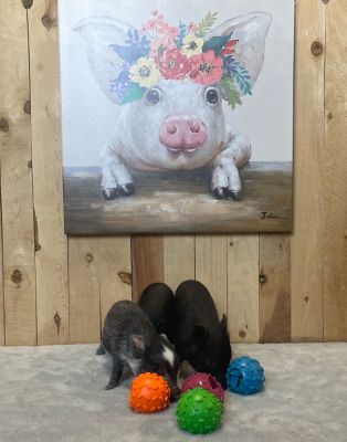 Image showing  Pet Challenging Treat-Holding Balls Dog Toys, 4-Pack