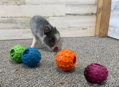 Image showing  Pet Challenging Treat-Holding Balls Dog Toys, 4-Pack