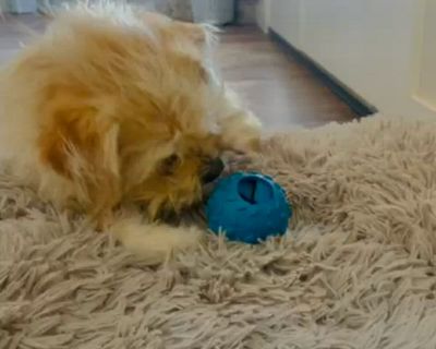 Image showing  Pet Challenging Treat-Holding Balls Dog Toys, 4-Pack