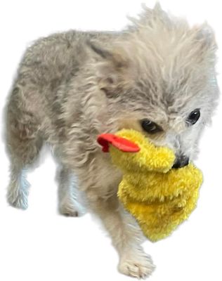 Image showing  Chicken and Egg Paper Crinkle Squeaker Dog Toys, 2-Pack