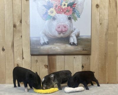 Image showing  Chicken and Egg Paper Crinkle Squeaker Dog Toys, 2-Pack