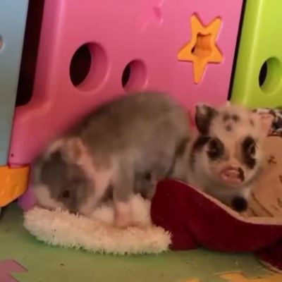 Image showing  Chicken and Egg Paper Crinkle Squeaker Dog Toys, 2-Pack