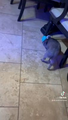 Image showing  Robot Treat-Dispensing Push Dog Toy