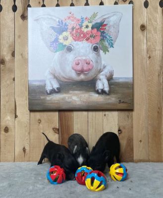 Image showing  Rattle Balls Dog Toys, 4-Pack