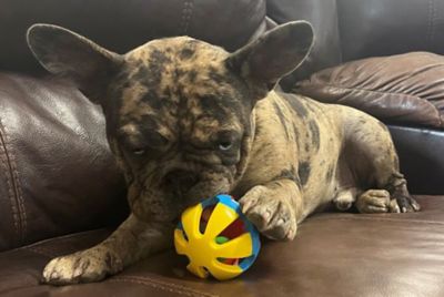 Image showing  Rattle Balls Dog Toys, 4-Pack