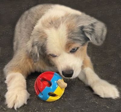 Image showing  Rattle Balls Dog Toys, 4-Pack