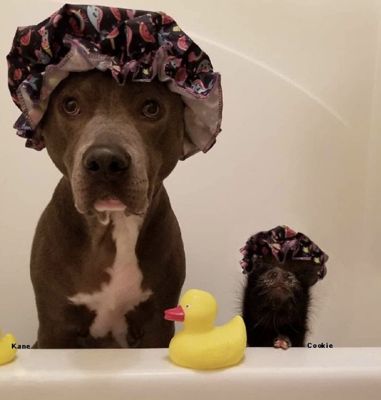 Image showing  USDA Organic Unrefined Virgin Coconut Oil and All-Natural Lavender/Cherry Scented Pet Shampoo Set