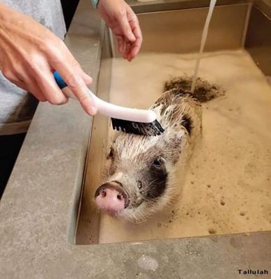 Image showing  USDA Organic Unrefined Virgin Coconut Oil and All-Natural Lavender/Cherry Scented Pet Shampoo Set