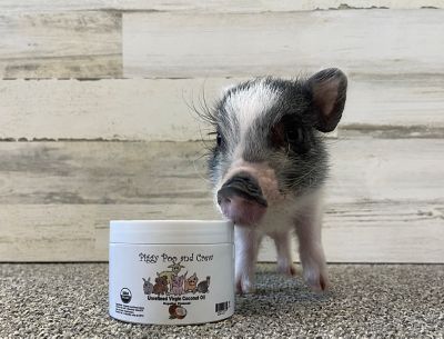 Image showing  USDA Organic Unrefined Virgin Coconut Oil and All-Natural Lavender/Cherry Scented Pet Shampoo Set