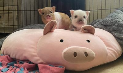 Image showing 5 th Piggy Poo and Crew Overstuffed Pig Shaped Pillow Snuffle Mat and Toys