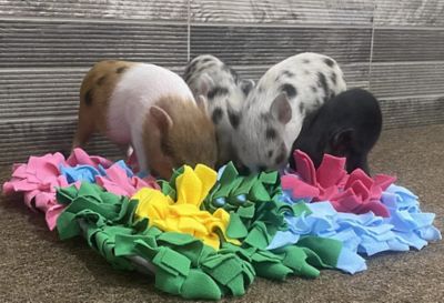 Image showing 8 th Piggy Poo and Crew Overstuffed Pig Shaped Pillow Snuffle Mat and Toys