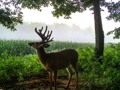 Image showing  Liquid, 1 gal.