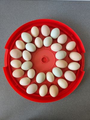 Image showing  30-Egg Capacity Incubator, Red
