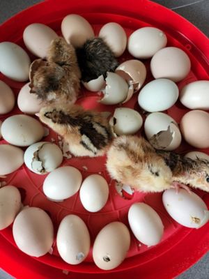 Image showing  30-Egg Capacity Incubator, Red