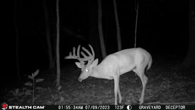 Image showing 5 th Stealth Cam Deceptor AT&T/Verizon Cellular Trail Camera