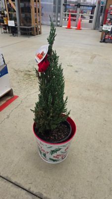 Image showing Blue Point Holiday, 12599