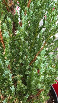 Image showing Blue Point Holiday, 12599