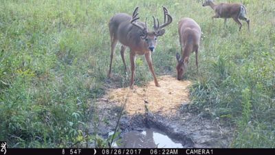 Image showing  5 lb. Cotton Candy Attractant