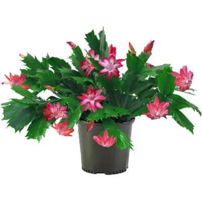 6 in. Christmas Cactus Plant, 1 pc.