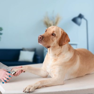 Image showing  Dog Nail Clipper and Trimmer with Safety Guard to Avoid Over-Cutting Nails and Free Nail File, Razor Sharp Blades
