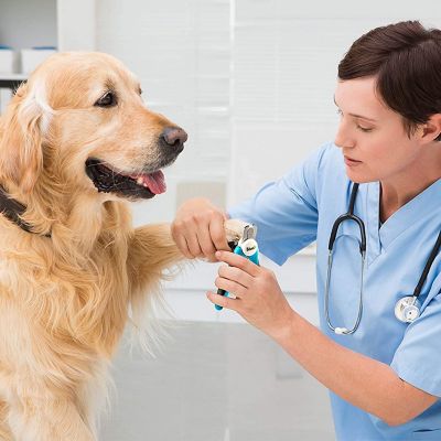 Image showing  Dog Nail Clipper and Trimmer with Safety Guard to Avoid Over-Cutting Nails and Free Nail File, Razor Sharp Blades