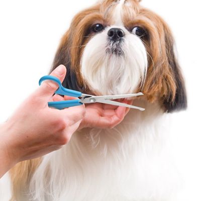Image showing  2 pc. Grooming Scissors Set for Dogs